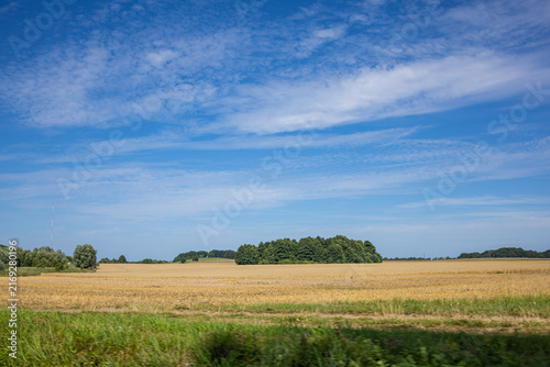 Bild auf Leinwand Rural Harvested Wheat Field with Green Vegetation and Distant Trees