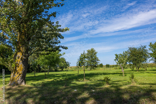 Bild auf Leinwand Large Tree and Grassy Park Landscape in Summer