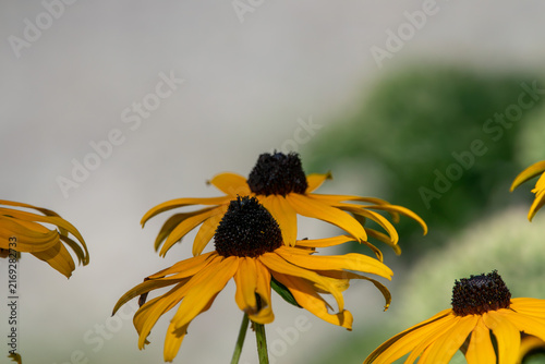 Фотография Late Summer Flowers Beginning to Fade in the Sun