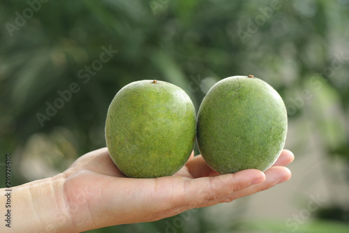 Foto Fresh Luo Han Guo Monk Fruit in Hand - Traditional Chinese Medicine Tea Ingredie