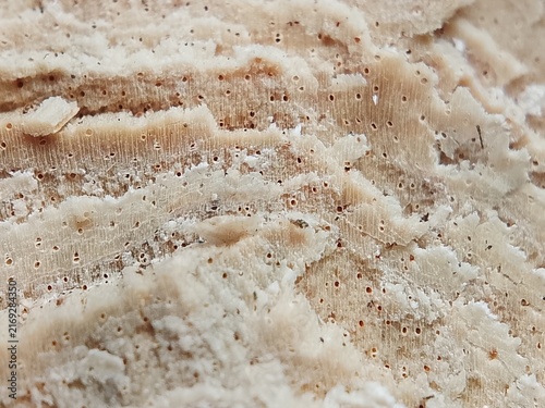 Obraz na plátne Raw Macro Photo of Layered Weathered Wood with Small Pores and Fibrous Texture |