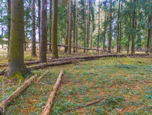 Bild auf Leinwand Fallen pine logs scattered across mossy forest floor beneath tall evergreen tree