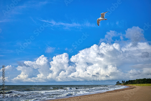Single seagull flying in a blue sky over big cumulus clouds, sandy beach and wavy sea. Scenic Baltic summer coast landscape, wild nature background with copy space.