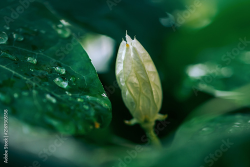 Ivy gourd flower bud with fresh water droplets