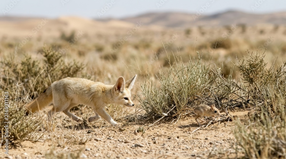 Naklejka premium Desert Fox Hunting in Arid Landscape: A fennec fox with its characteristic large ears stalks its prey across a dry, sandy desert terrain.