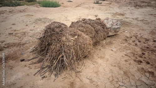 Uprooted dead palm tree trunk with roots lying on dry cracked arid ground outdoors