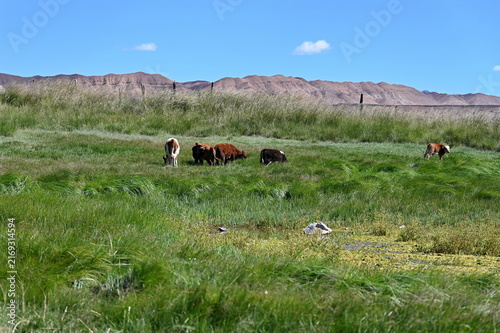 Herd of cows grazing in oasis in Gobi desert
