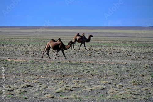 Obraz na plátně Pair of camels walking in Gobi desert