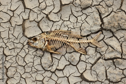 Fish Skeleton on Cracked Earth