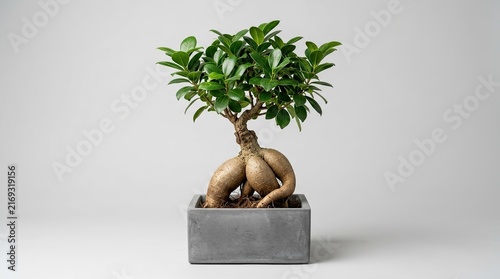 Unique Bonsai Tree with Twisted Roots in Modern Pot