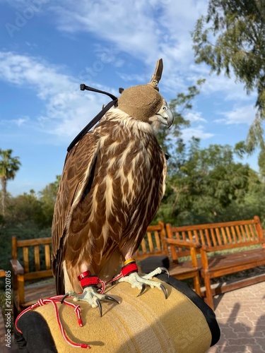 falcon on a mangla