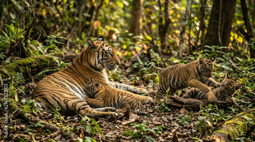 Mother Tiger and Cub Resting in Lush Green Forest Jungle.
