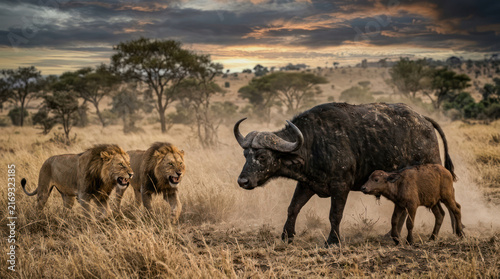Two lions stalking a cape buffalo and its calf in the savanna.