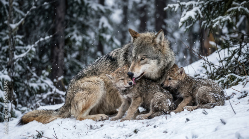 Wolf family resting together in a snowy forest during winter.