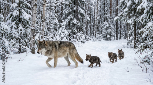 Wolf family walking through a snowy forest during winter.