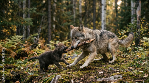 Wolf mother and cub playing with a stick in a forest.
