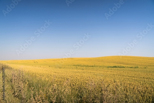 Golden Wheat Field Under Clear Blue Sky