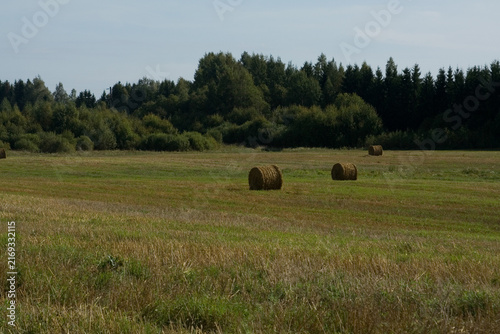 Round hay bales on a green field in front of forest during sunny daytime