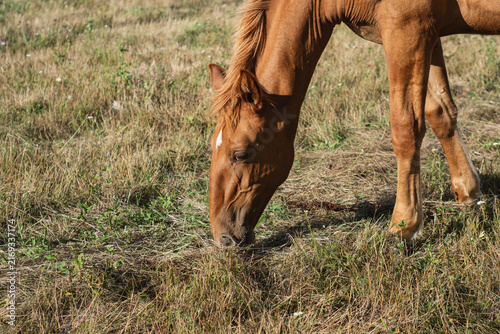 Konstfotografi Brown horse head close up grazing grass on dry field pasture