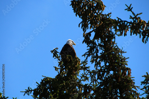 Bald eagle in a tree, Alaska, United States  