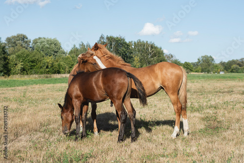 Obraz na plátně Brown horses with foal grazing together on rural field pasture