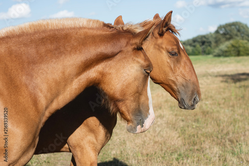 Konstfotografi Two brown horses standing together side by side on rural field pasture