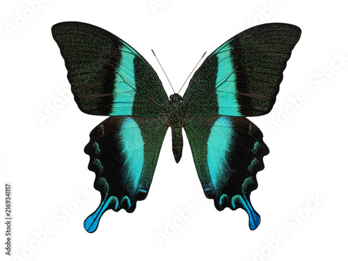 Cuadro en lienzo Exotic green banded peacock swallowtail butterfly Papilio blumei isolated