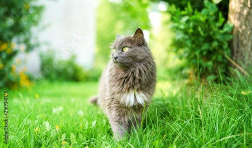 Photography Peaceful grey cat walking near garden plants