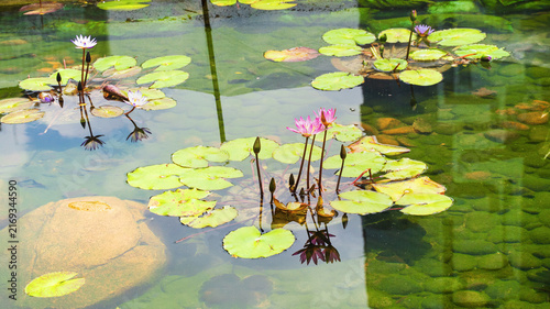 Canvastavla Water lilies grow in a pond surrounded by rocks and clear water in bright daylig
