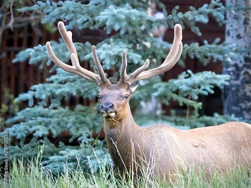 Elk 