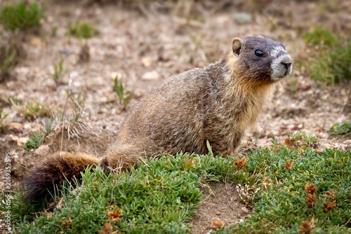 baby marmot