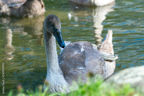 Obraz na płótnie Juvenile Mute Swan Showing Natural Grooming Behavior