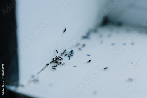 Cuadro en lienzo Tiny pest insect crawls on pristine indoor wall, signaling alarming infestation threat in home