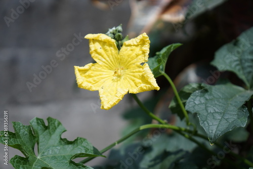 Bright yellow marsh marigold flower blooming in natural wetland habitat with green leaves