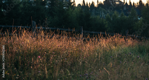 Cuadro en lienzo Golden Sunlight Dances on Wild Grass in a Serene, Peaceful Field During the Earl