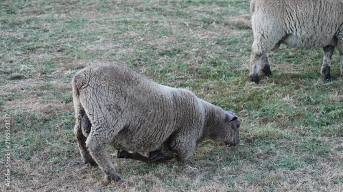 Sheep kneeling on its front legs to graze in a grassy field.