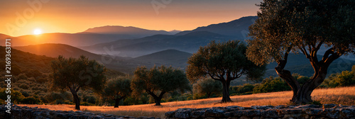 mediterranean olive grove at sunrise, ancient olive trees across golden rolling hills, rustic mediterranean countryside with distant blue mountains