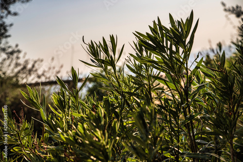 Quadro su tela Oleander branches swaying in gentle breeze by the sea
