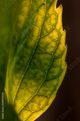 Obraz na plátne Profile of a serrated leaf