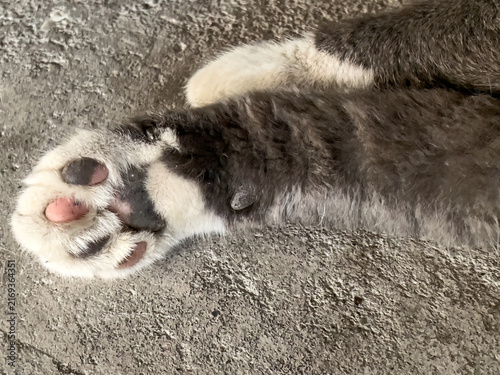 Photography Stray Cat's Delicate Paw
