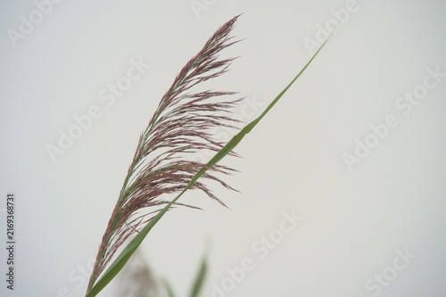 Konstfotografi źdźbło trawy