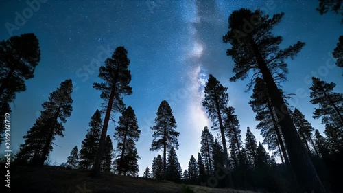 Silhouetted pine trees under the Milky Way.