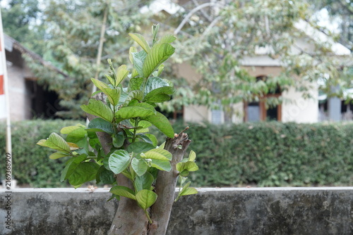 Fresh green leaves growing on a pruned tree trunk in a garden setting