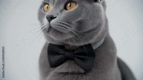 A sophisticated British Shorthair cat wears a black bowtie.