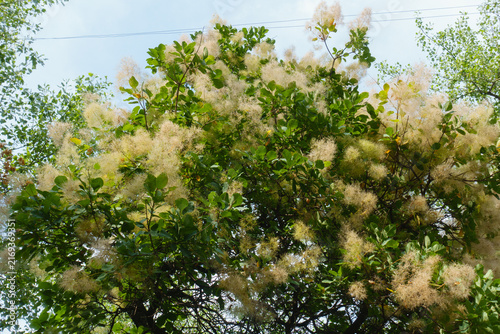 Принти на полотні Profuse feathery flowers of smoke tree in June