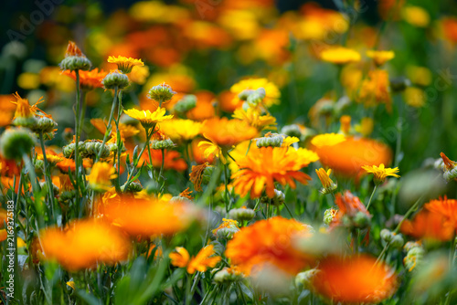 Obraz na płótnie Orange and yellow Pot Marigold (Calendula officinalis) blooming in Holkham Gardens at Holkham Hall, Norfolk, England, photographed with selective focus and soft natural bokeh
