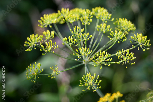 Fotografie Yellow dill flower umbel in garden