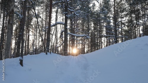 Sunrise in snowy forest with tall trees and bright light in winter landscape