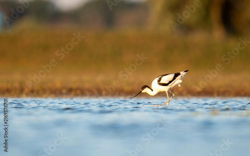 фотографія Pied Avocet Foraging in Shallow Water at Golden Hour