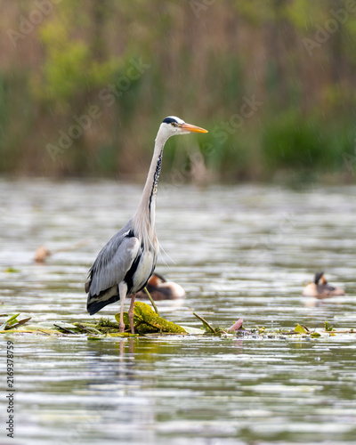 Fotografie Grey Heron Standing in Wetland During Rain